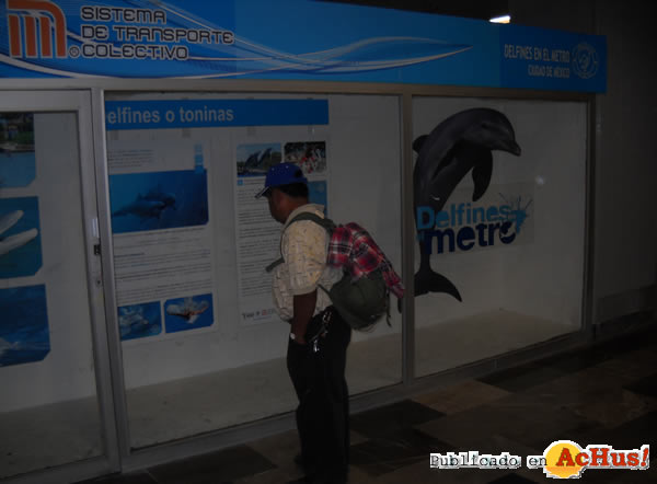 /public/fotos2/Delfines-06-17102009.jpg