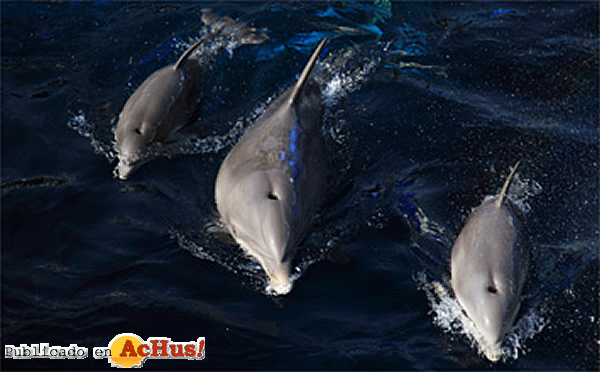 /public/fotos2/Delfines-13042009.jpg