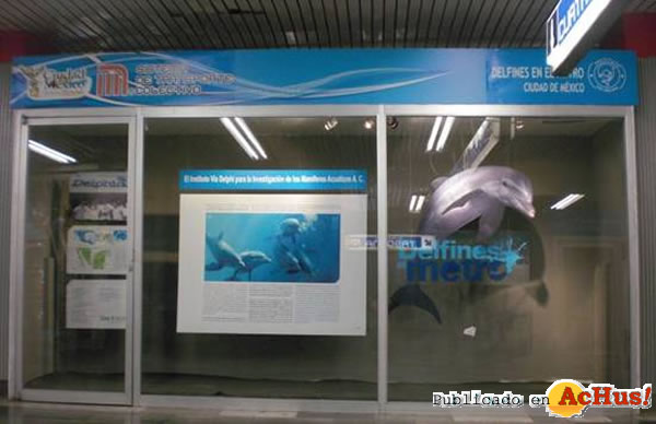 /public/fotos2/Delfines-en-el-Metro-01-21052009.jpg