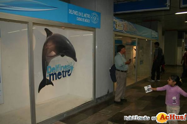 /public/fotos2/Delfines-en-el-Metro-02-21052009.jpg