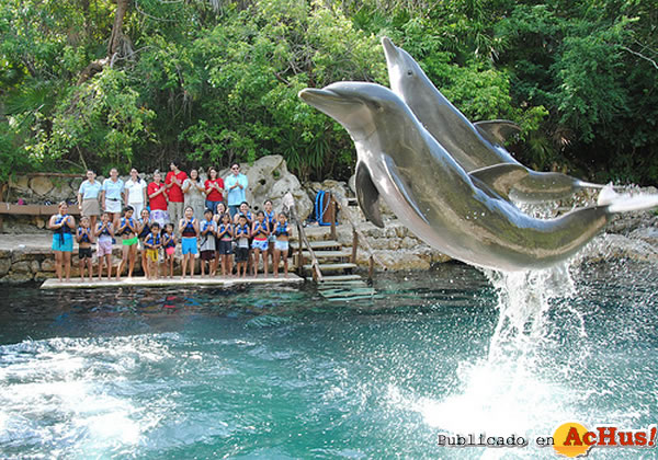 /public/fotos2/Delphinus-02-26082011.jpg