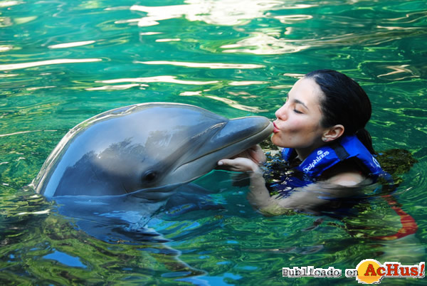 /public/fotos2/Delphinus-11022014.jpg