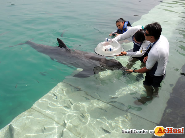 /public/fotos2/Delphinus-12092014.jpg