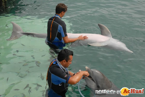 /public/fotos2/Delphinus1-12112008.jpg