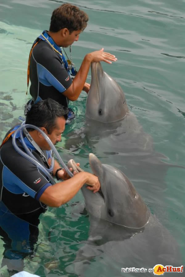 /public/fotos2/Delphinus2-12112008.jpg