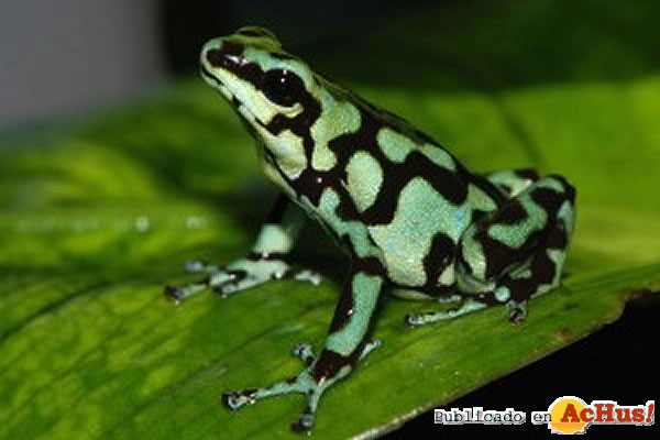 /public/fotos2/Dendrobates-Auratus-13022010.jpg