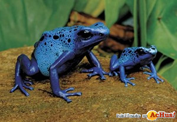 /public/fotos2/Dendrobates-Azureus-13022010.jpg