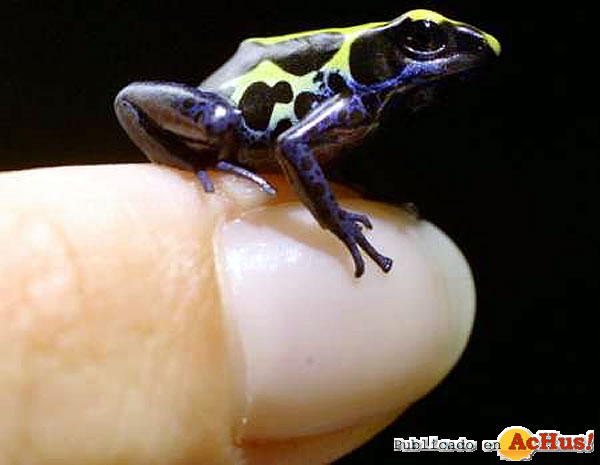 /public/fotos2/Dendrobates-Tinctorius-13022010.jpg
