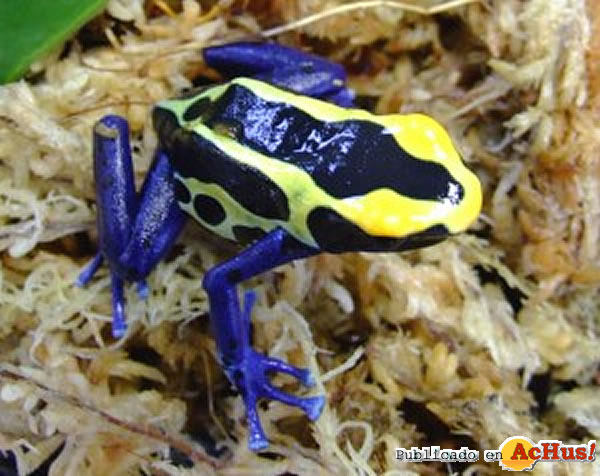 /public/fotos2/Dendrobates-Tinctorius2-13022010.jpg