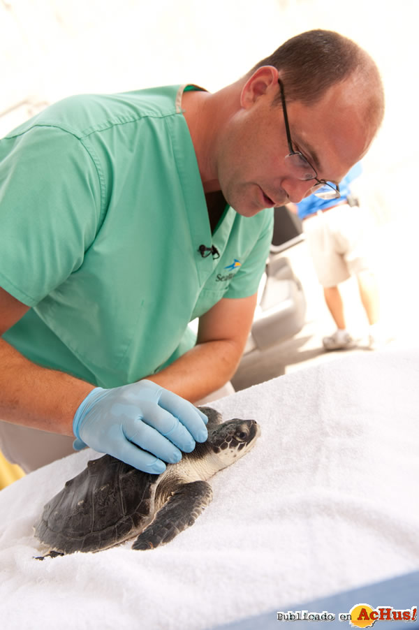 /public/fotos2/DeoiledTurtles2-22072010.jpg