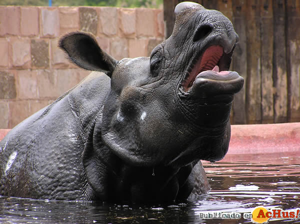 /public/fotos2/Dia-Internacional-Rinoceronte-22092014.jpg