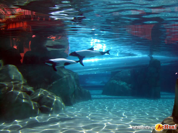/public/fotos2/Dolphin-Plunge-021.jpg