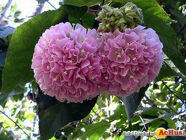 /public/fotos2/Dombeya-21022009.jpg
