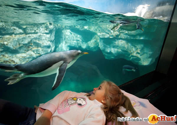 /public/fotos2/Dormir-con-pinguinos-en-Faunia-21092010.jpg
