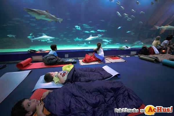 /public/fotos2/Dormir-con-tiburones-19092010.jpg