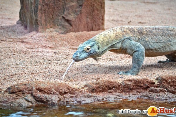 /public/fotos2/Dragon-Komodo-14022014.jpg