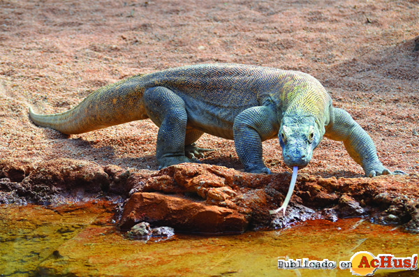 /public/fotos2/Dragon-Komodo-Bioparc-Fuengirola-19122014.jpg