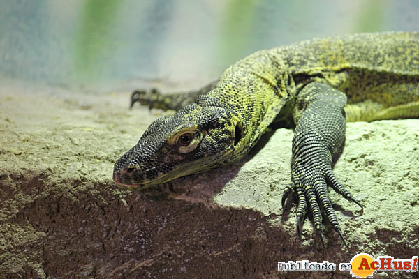 /public/fotos2/Dragon-Komodo-Faunia-19022014.jpg