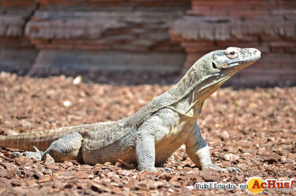 /public/fotos2/Dragon-de-Komodo-11042014.jpg