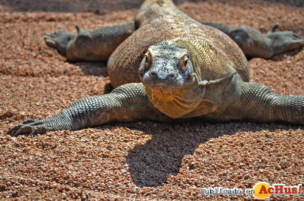 /public/fotos2/Dragon-de-Komodo-26022015.jpg