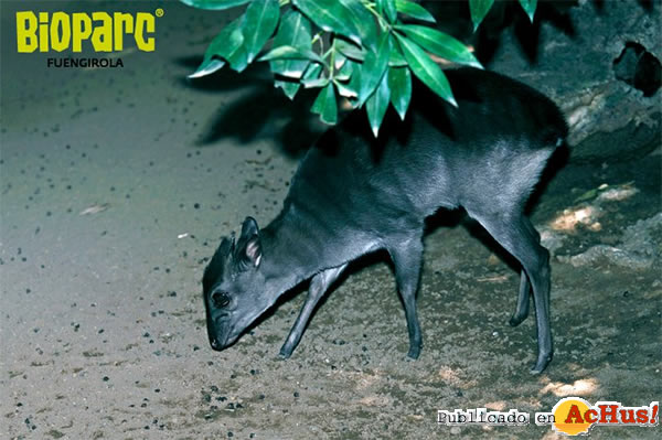 /public/fotos2/Duiker-azul-0313102010.jpg