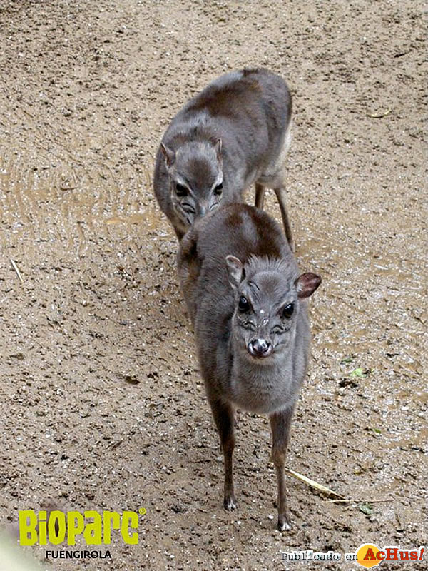/public/fotos2/Duiker-azul-13102010.jpg