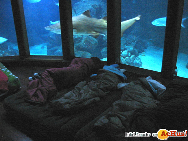 /public/fotos2/Durmiendo-con-Tiburones-30112012.jpg