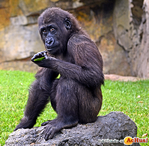 /public/fotos2/EBO-gorila-11092015.jpg