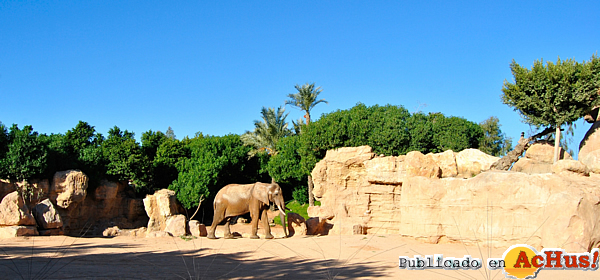 /public/fotos2/El-elefante-Pambo-en-la-Sabana-de-Bioparc-Valencia.jpg