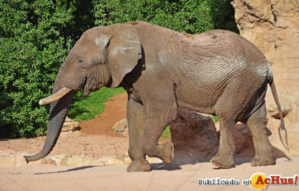 /public/fotos2/El-macho-elefante-Kibo-07102013.jpg