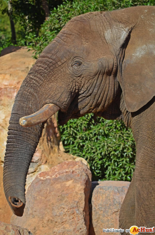 /public/fotos2/Elefante-macho-Kibo-07102013.jpg
