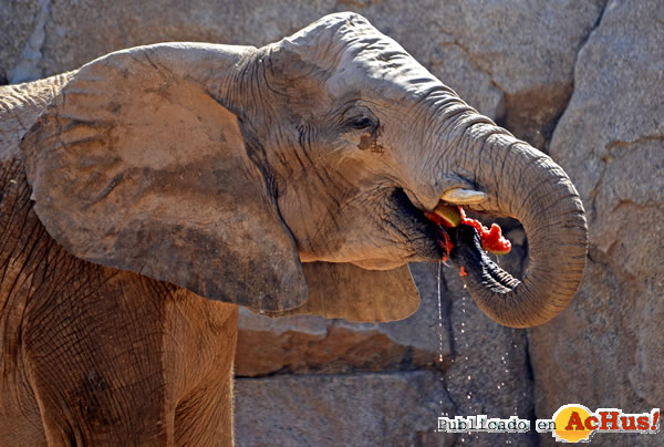 /public/fotos2/Elefante-refrescandose-sandia-26062015.jpg