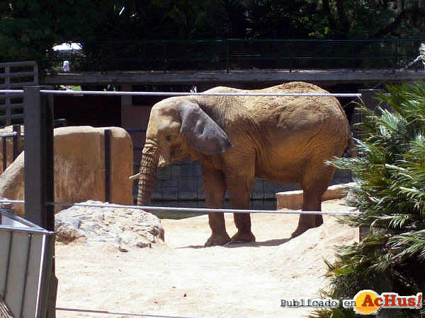 /public/fotos2/Elefantes-Zoo-Barcelona-02-22062009.jpg