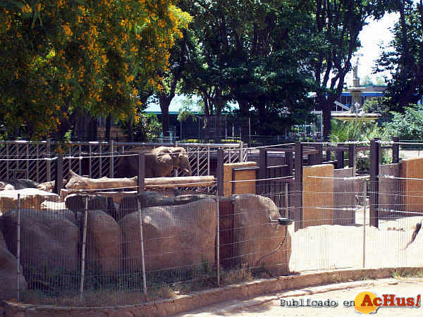 /public/fotos2/Elefantes-Zoo-Barcelona-05-22062009.jpg