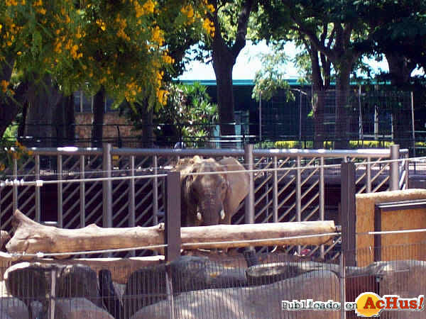 /public/fotos2/Elefantes-Zoo-Barcelona-06-22062009.jpg