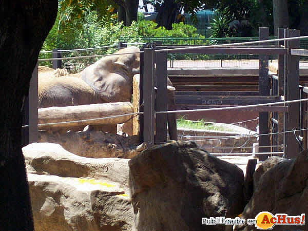 /public/fotos2/Elefantes-Zoo-Barcelona-07-22062009.jpg