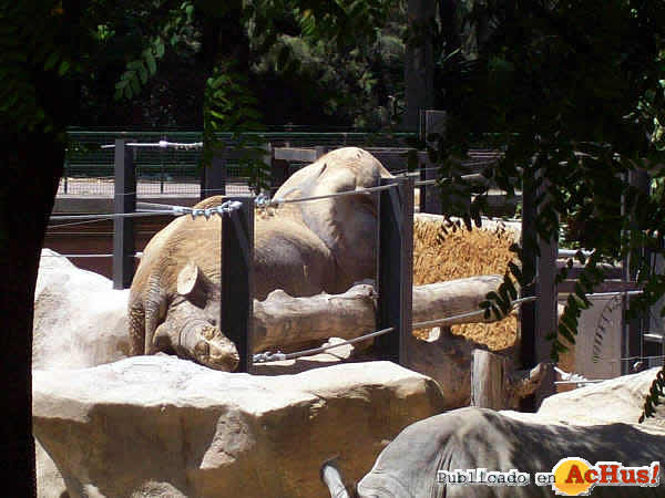 /public/fotos2/Elefantes-Zoo-Barcelona-08-22062009.jpg