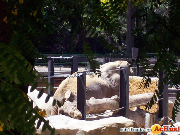 /public/fotos2/Elefantes-Zoo-Barcelona-09-22062009.jpg
