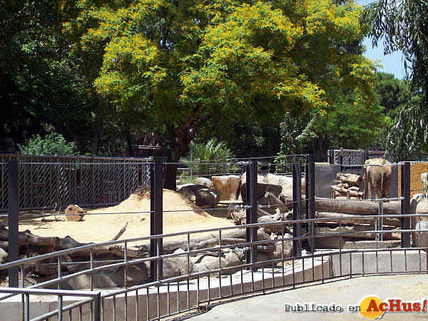 /public/fotos2/Elefantes-Zoo-Barcelona-11-22062009.jpg
