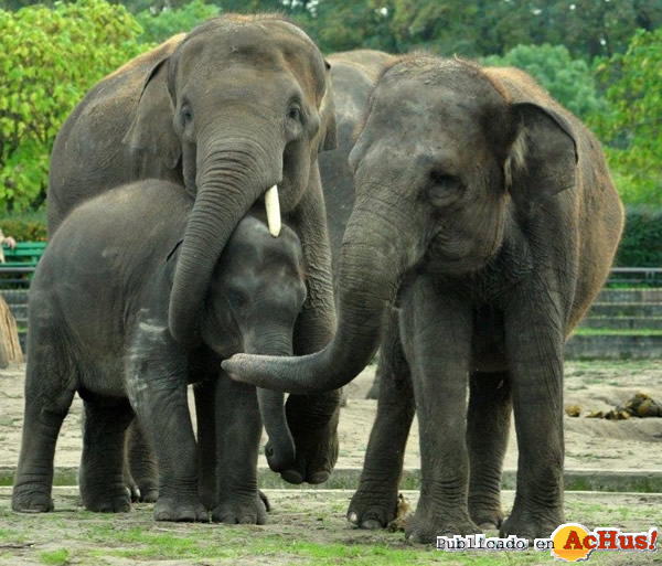 /public/fotos2/Elefantes-asiaticos-Sumatra-01102015.jpg