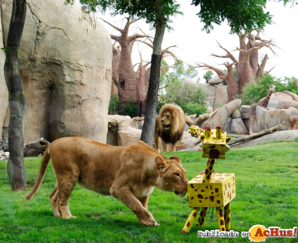 /public/fotos2/Enriquecimiento-especial-leones-01032013.jpg