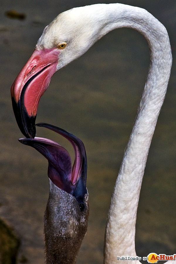 /public/fotos2/FLAMENCOS-EN-BIOPARC-10102012.jpg