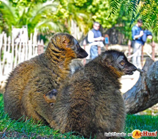 /public/fotos2/Familia-de-lemures-frentirrojo-27032012.jpg