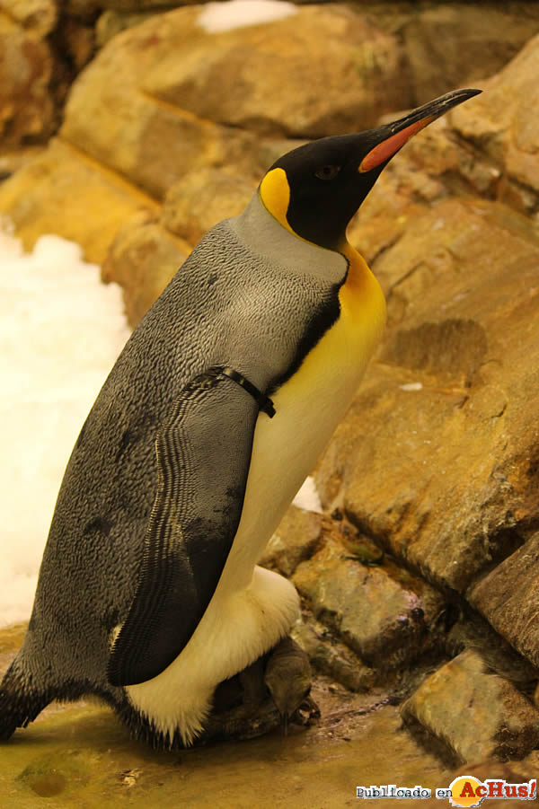 /public/fotos2/Familia-pinguino-Rey-15052013.jpg