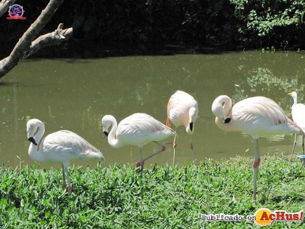 /public/fotos2/Flamingos-01-02122010.jpg