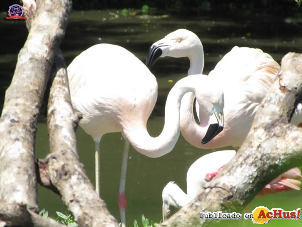 /public/fotos2/Flamingos-02-02122010.jpg