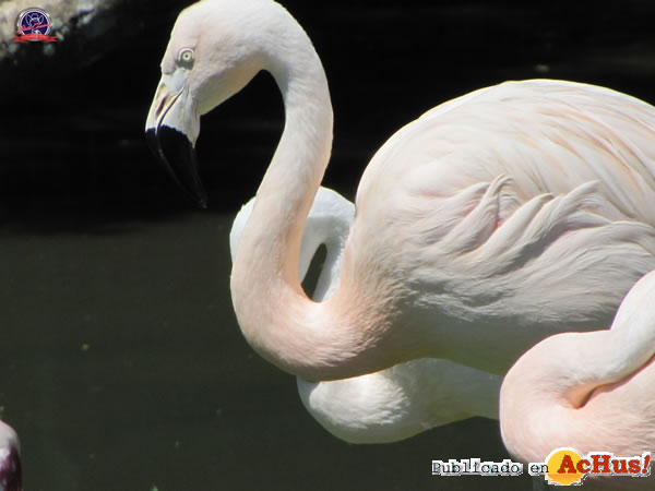 /public/fotos2/Flamingos-04-02122010.jpg