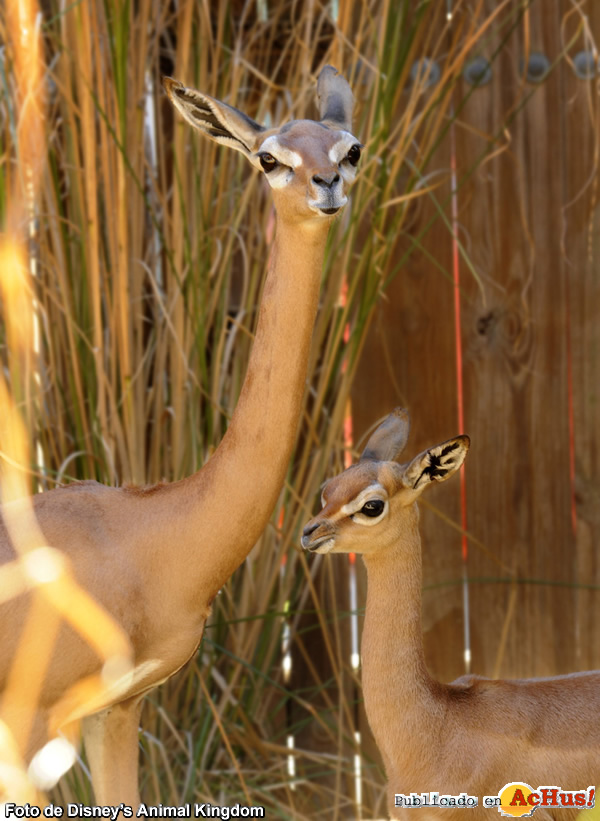 /public/fotos2/Gerenuk-10012010.jpg