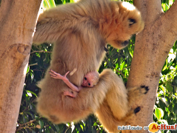 /public/fotos2/Gibon-de-mejillas-doradas-Bioparc-13122013.jpg