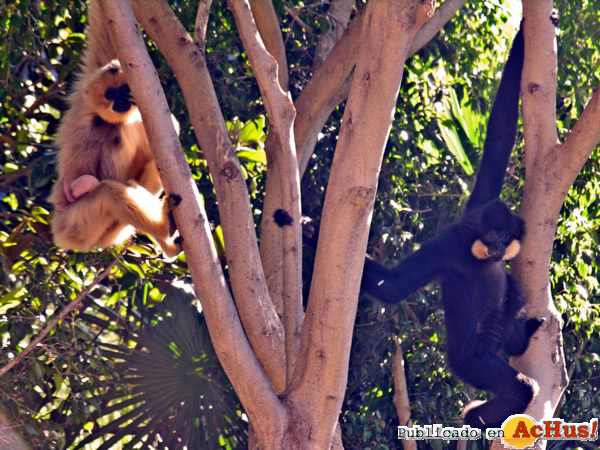 /public/fotos2/Gibon-de-mejillas-doradas-Bioparc-Fuengirola.jpg